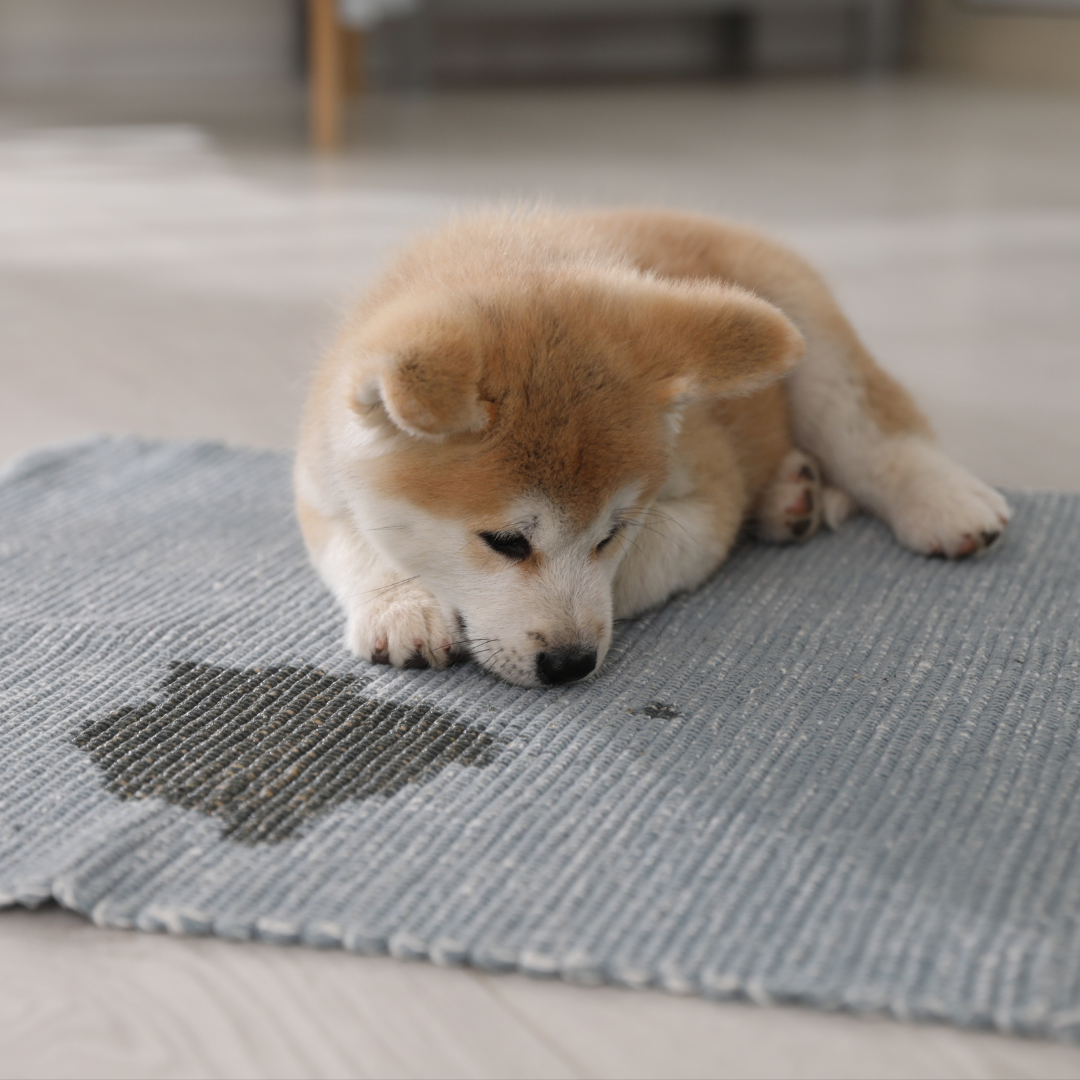 Cuidando Alfombras y a Nuestros Amigos Peludos